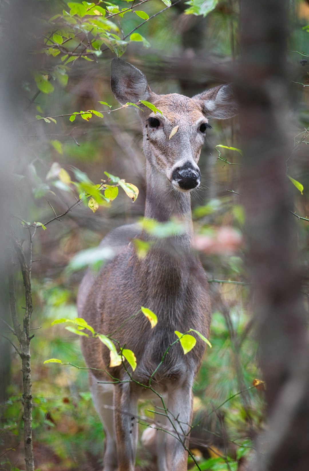 Whitetail deer in forest setting relevant to Massachusetts bowhunting regulation changes