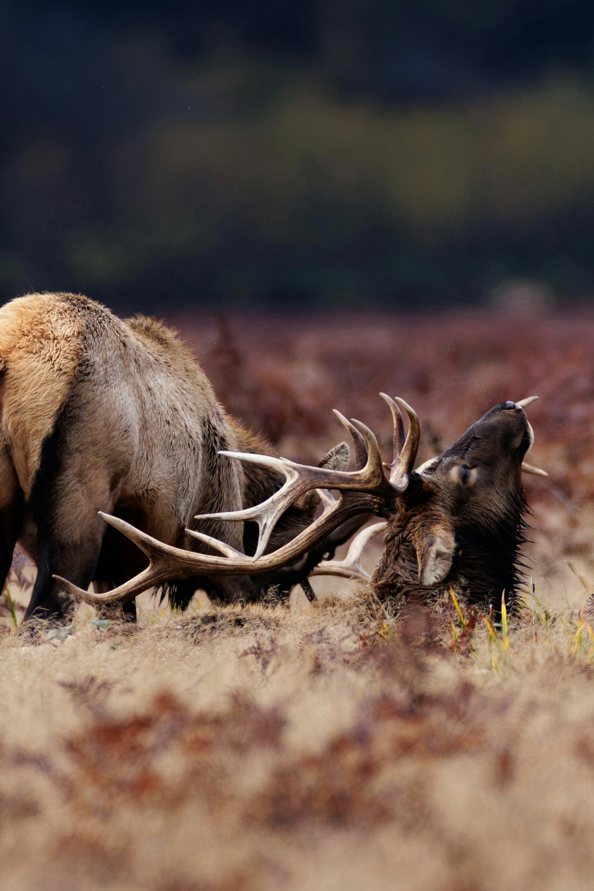Bull elk standing alert in open meadow during early fall archery season