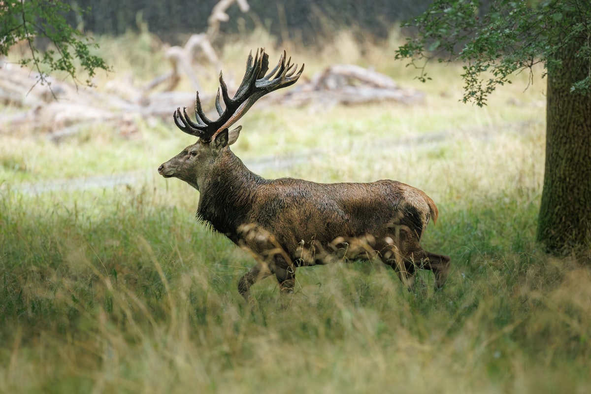 Majestic bull elk with large antlers walking through tall grass in western mountain habitat