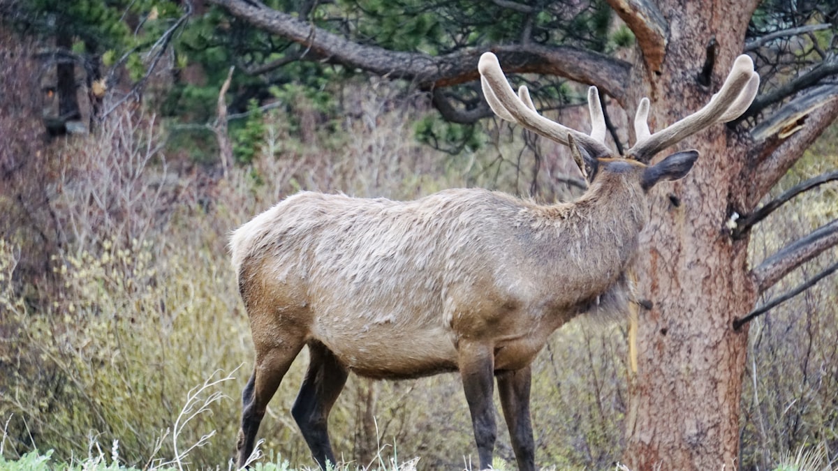 Elk standing among trees in dense forest typical of western hunting districts