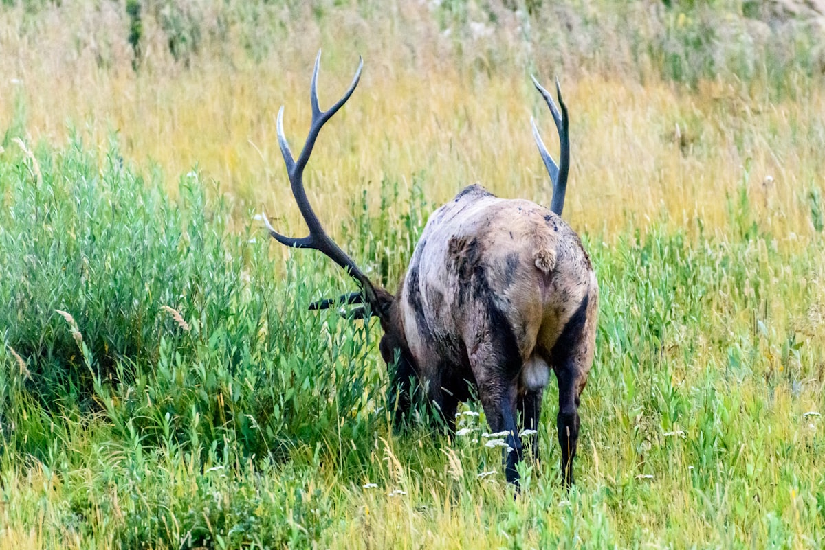 Bull elk with large antlers in mountain grassland during fall season in Montana