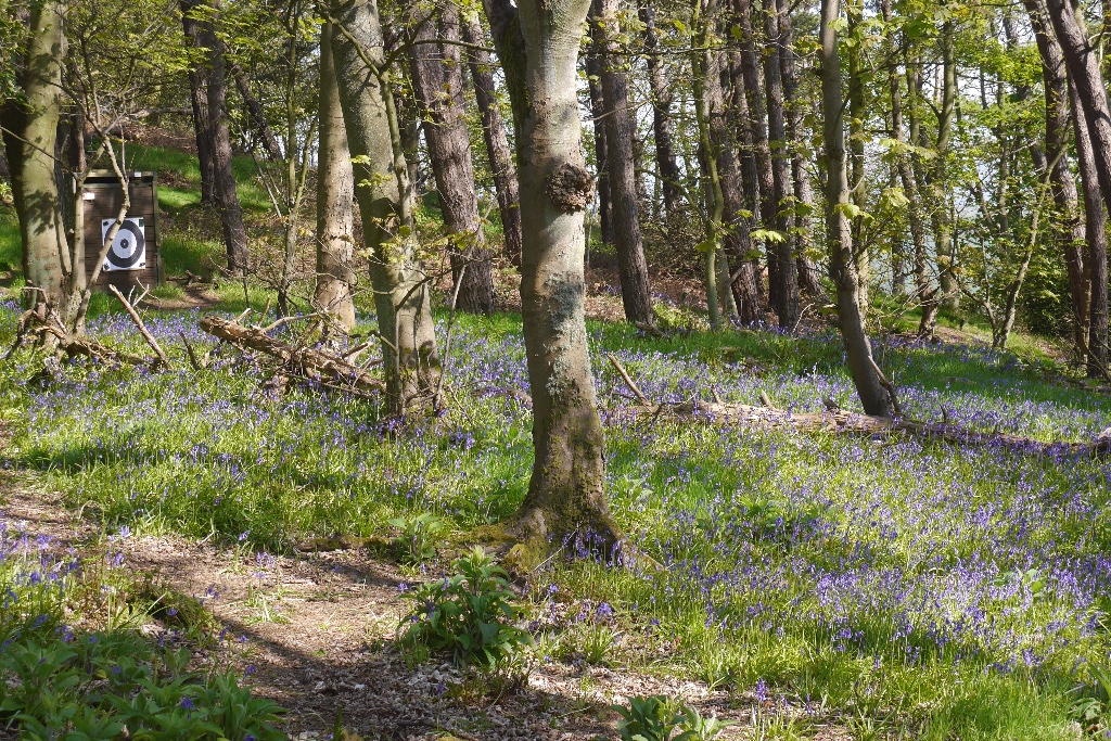 Field archery target in wooded course setting