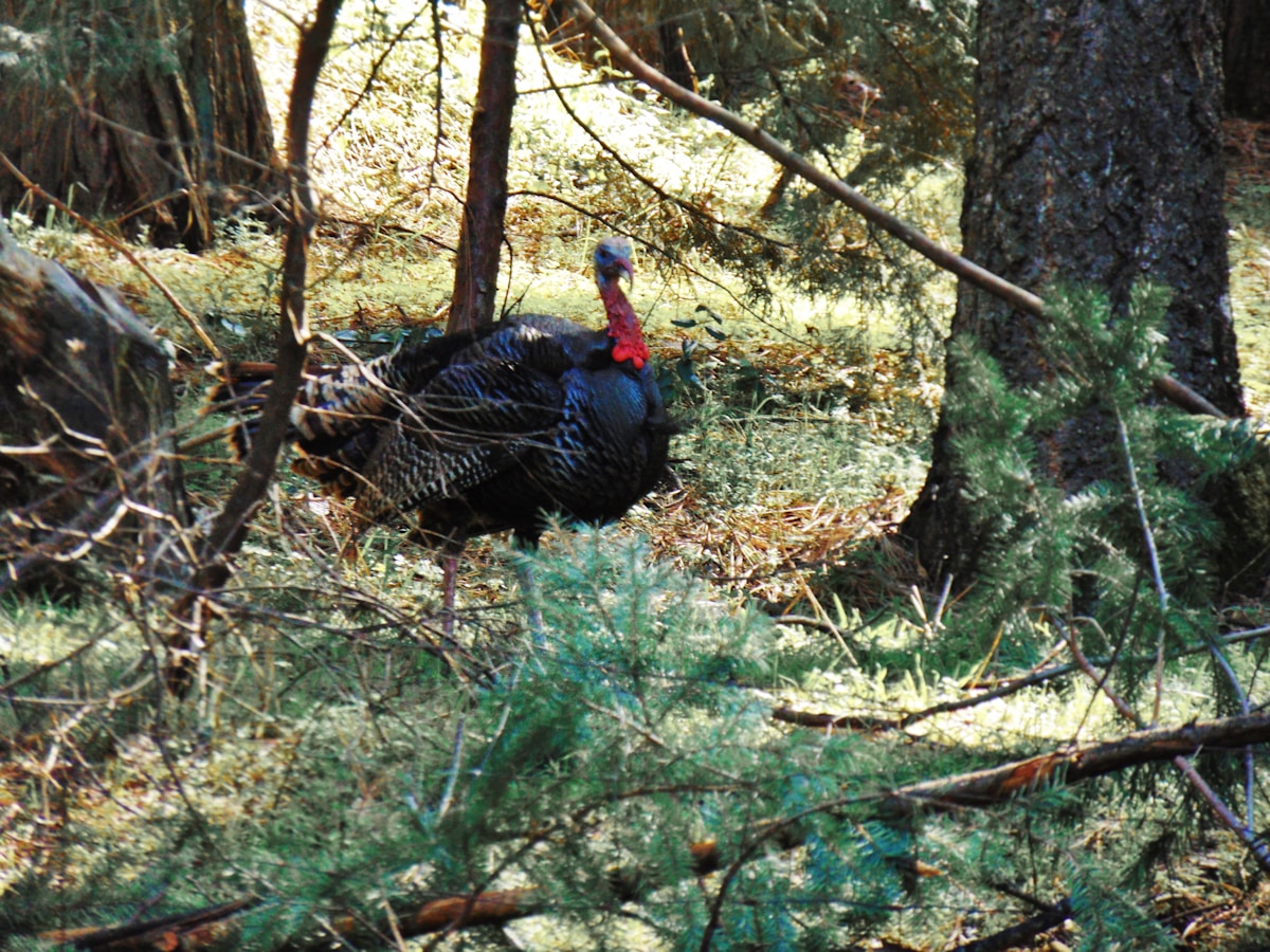 Wild turkey walking through spring forest during hunting season