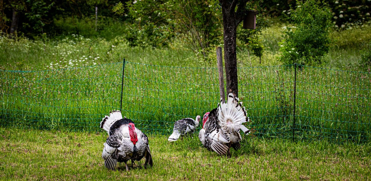 Wild turkey pair standing in grass field during spring turkey hunting season