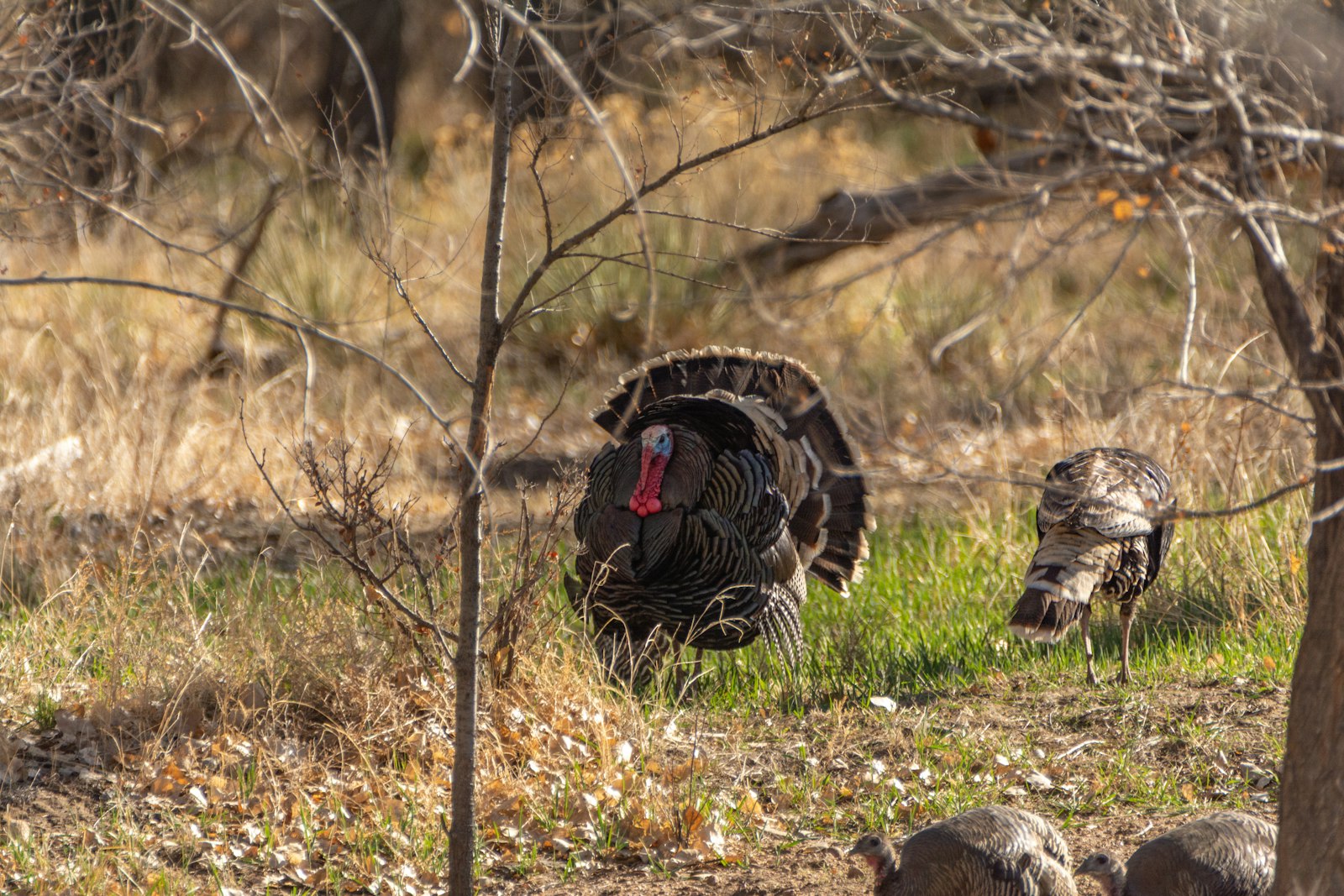 Two wild turkeys in spring woodland during May 2026 archery turkey hunting season