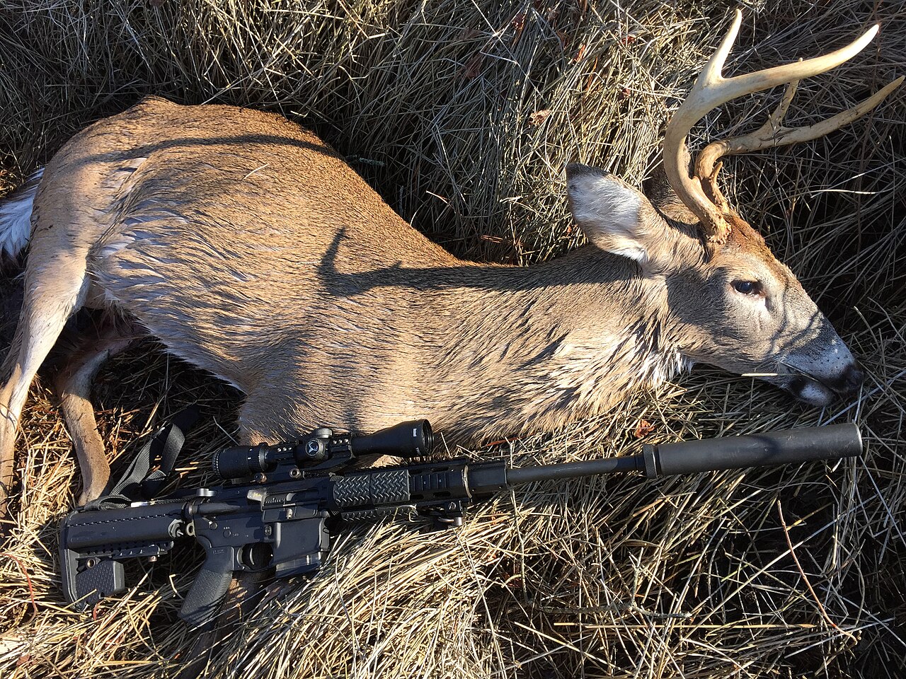 whitetail deer hunting