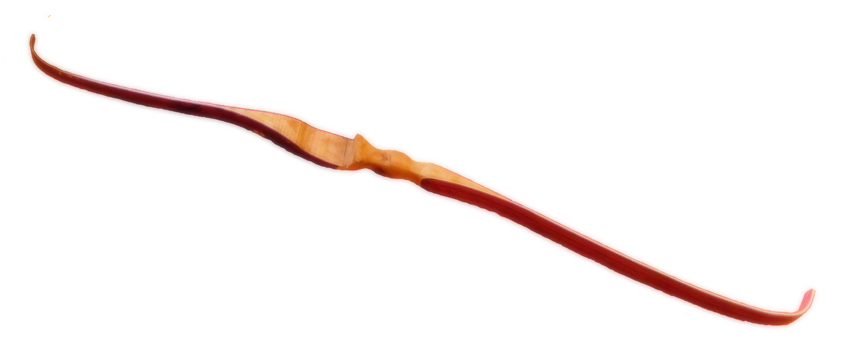 recurve bow limbs
