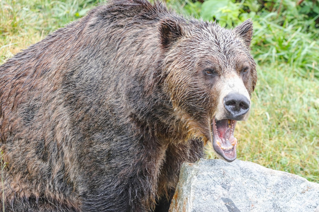 Grizzly bear in the wild — a spring bowhunter safety reminder after the Yellowstone Mystic Falls Trail attack