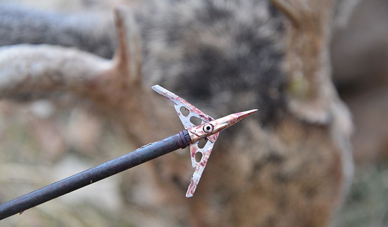 Bloody mechanical broadhead on arrow shaft after passing through a whitetail deer