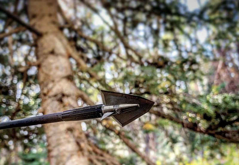 Broadhead tipped hunting arrow against forest backdrop