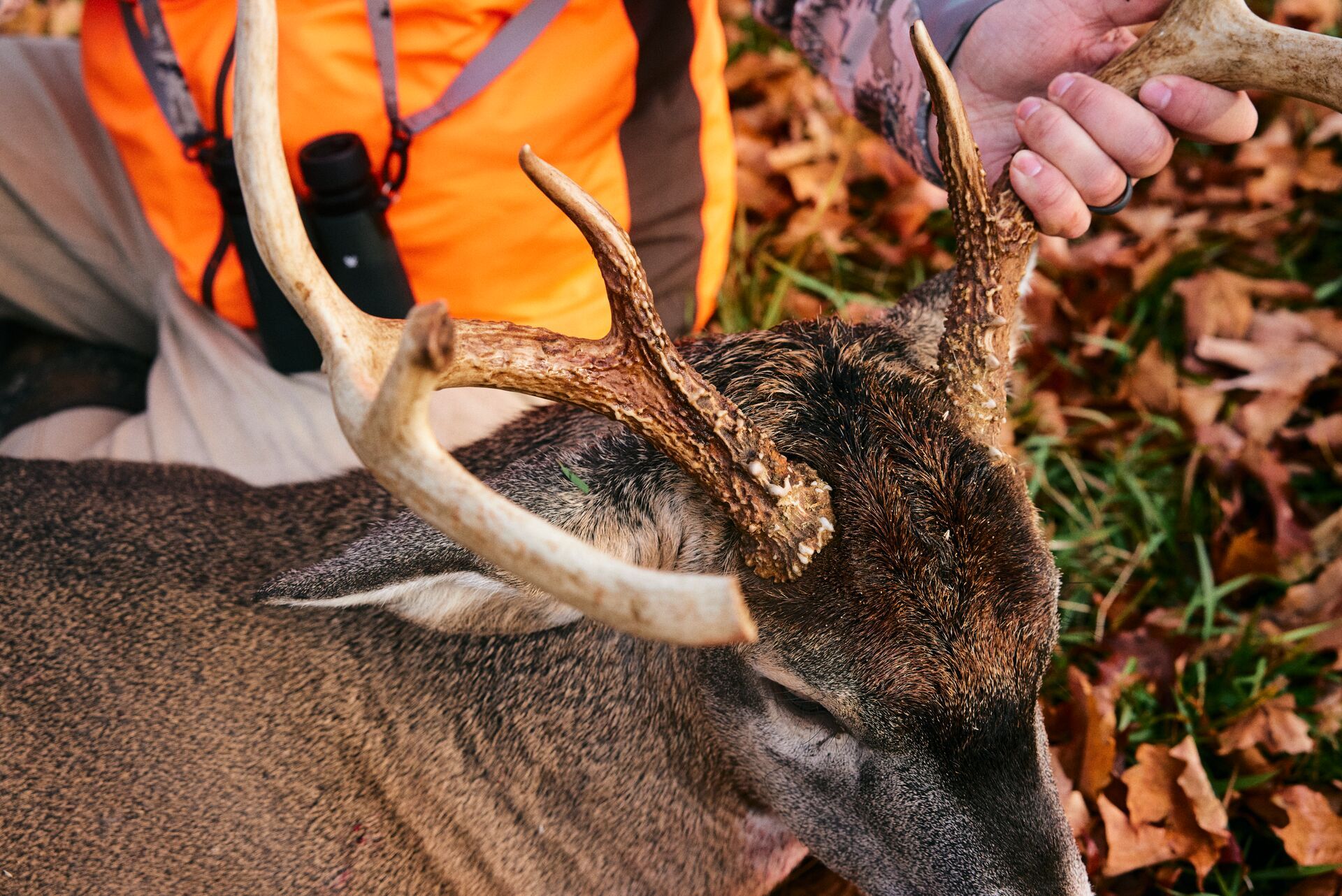 Close-up of a hunter hold the antlers and head of a deer kill, deer tracking after the shot concept.