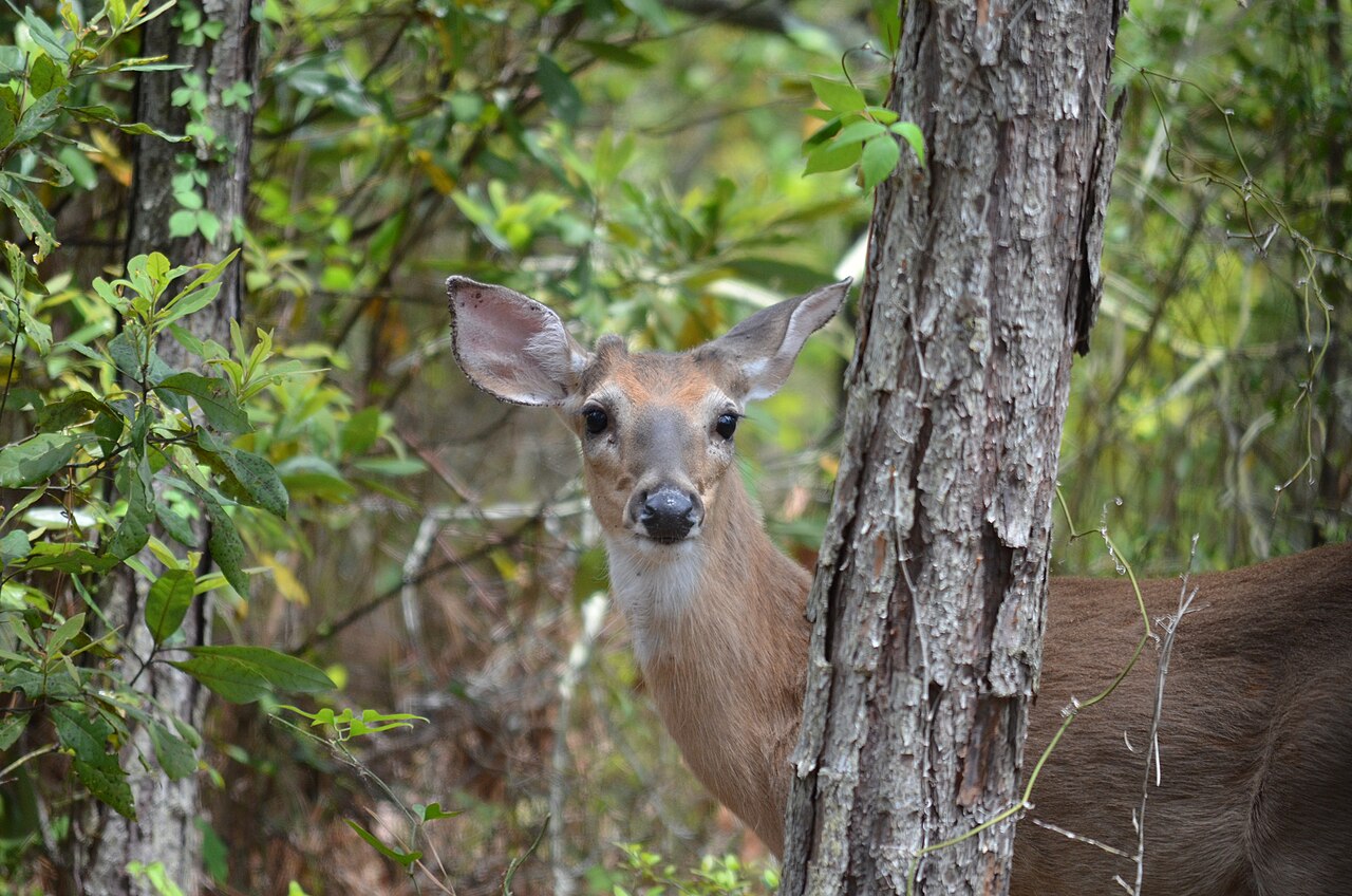 whitetail buck forest
