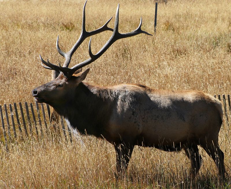 Broadside bull elk demonstrating the larger vital area target for archery shot placement