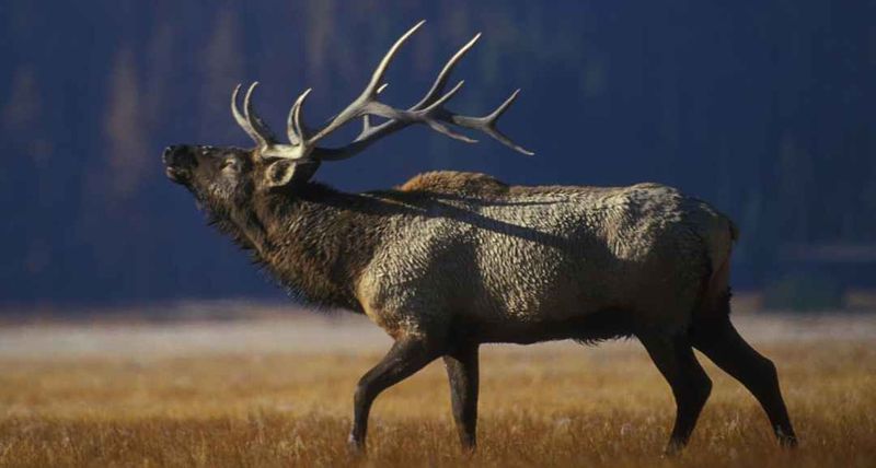 Bull elk in open meadow representing typical spot and stalk bowhunting quarry