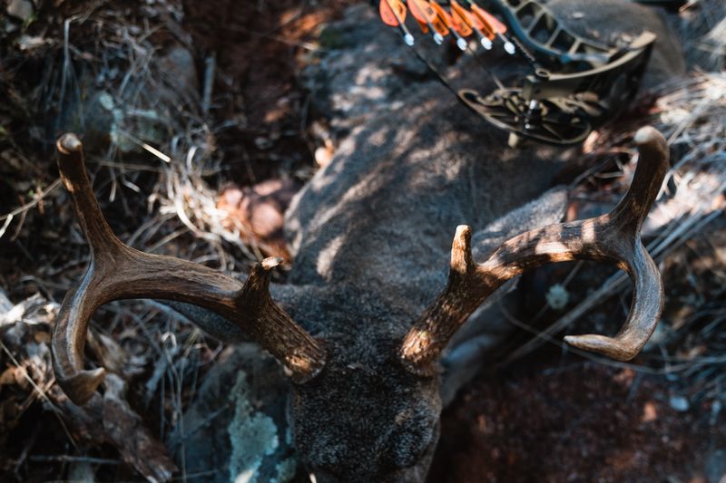 Compound bow fully tuned and sighted in resting on a bow rack