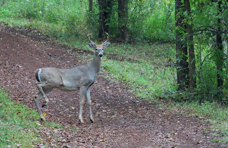 Buck quartering away — best deer shot placement angle for bowhunting