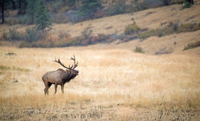 Bull elk bugling in mountain meadow during archery elk hunt season
