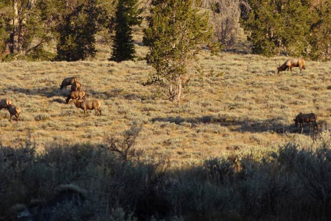 Glassing an elk herd grazing in sage during spot and stalk bowhunting