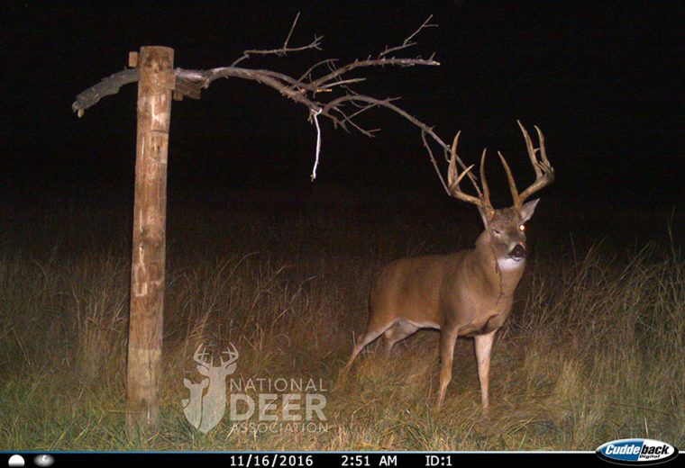 Mature buck scenting the licking branch above a mock scrape