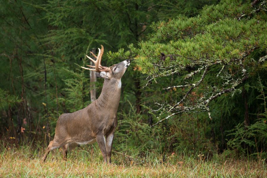 Mature whitetail buck working a licking branch during the rut