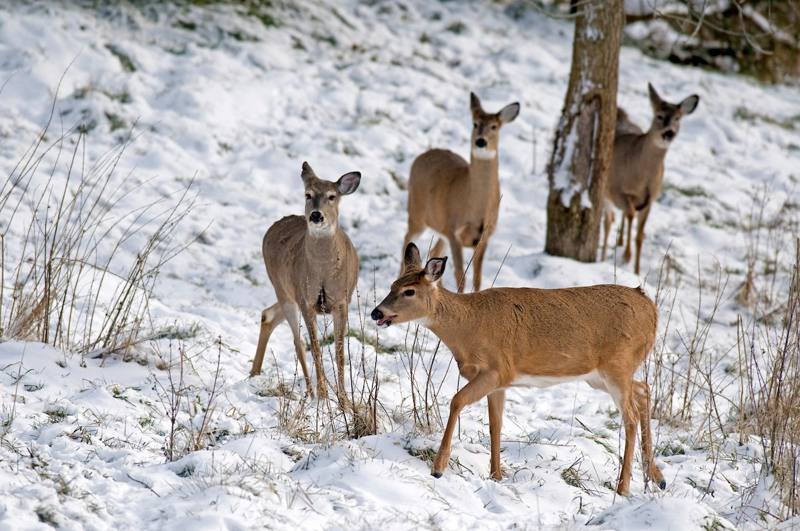 Whitetail deer in snow illustrating minimum draw weight for deer hunting