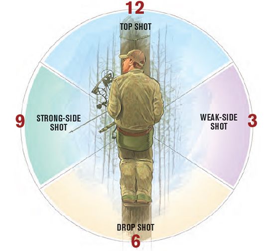 Saddle hunting shot positions clock diagram showing four shot zones
