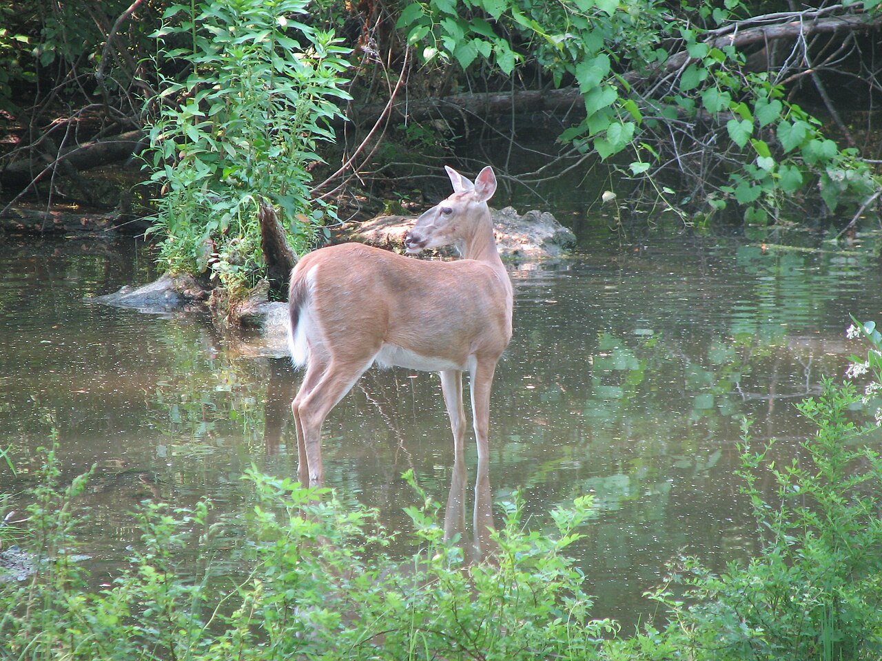 whitetail deer nose