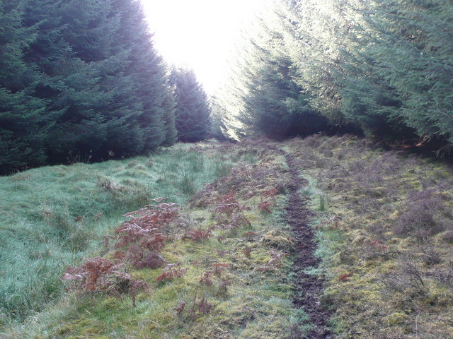 deer trail forest