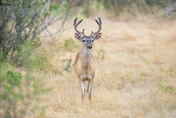 Whitetail Deer Buck Wild South Texas Whitetail deer buck in velvet whitetail buck deer stock pictures, royalty-free photos &