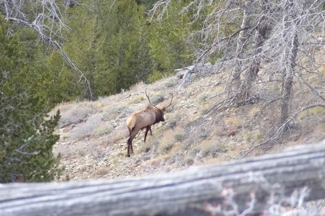 Bull elk on mountain hillside spotted during spot and stalk bowhunting