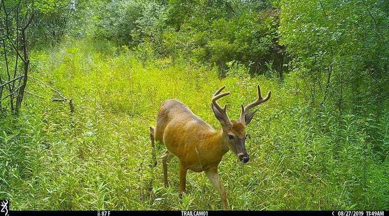 Trail camera placement caught daylight velvet buck on summer travel route