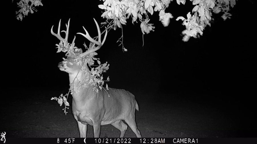 Trail camera placement over a mock scrape captured night buck working licking branch