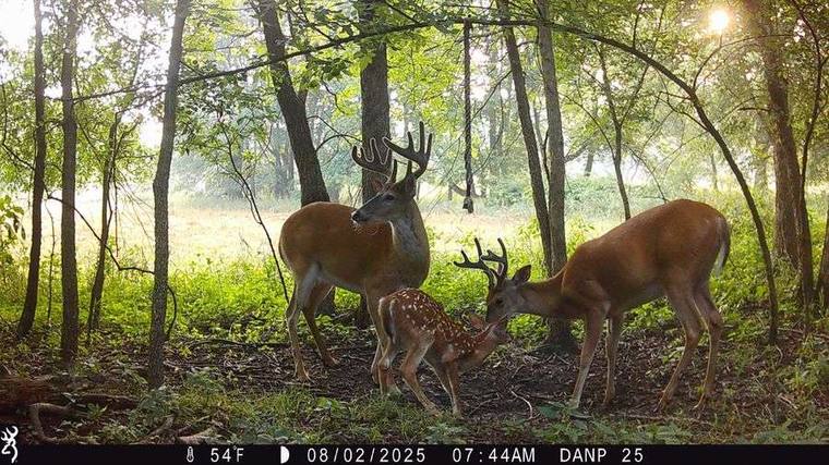 Trail camera placement on staging area captured doe and fawn group