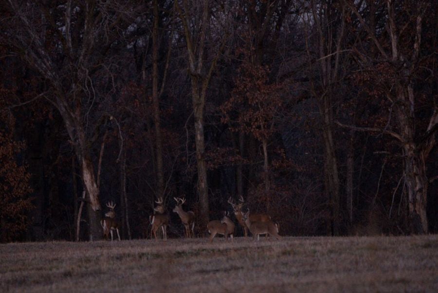 Trail camera placement at food plot caught buck group at dawn