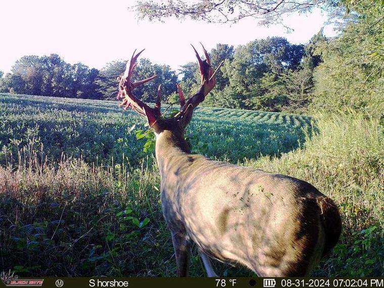 Trail camera placement on field edge captured trophy buck at sundown
