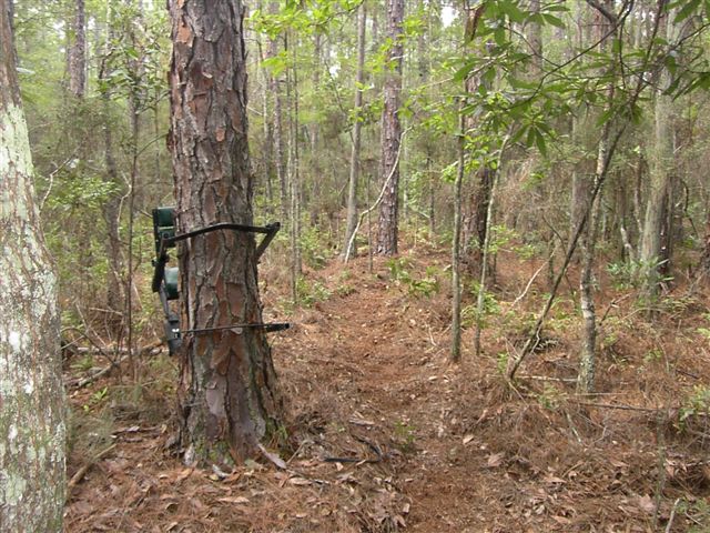 climbing tree stand