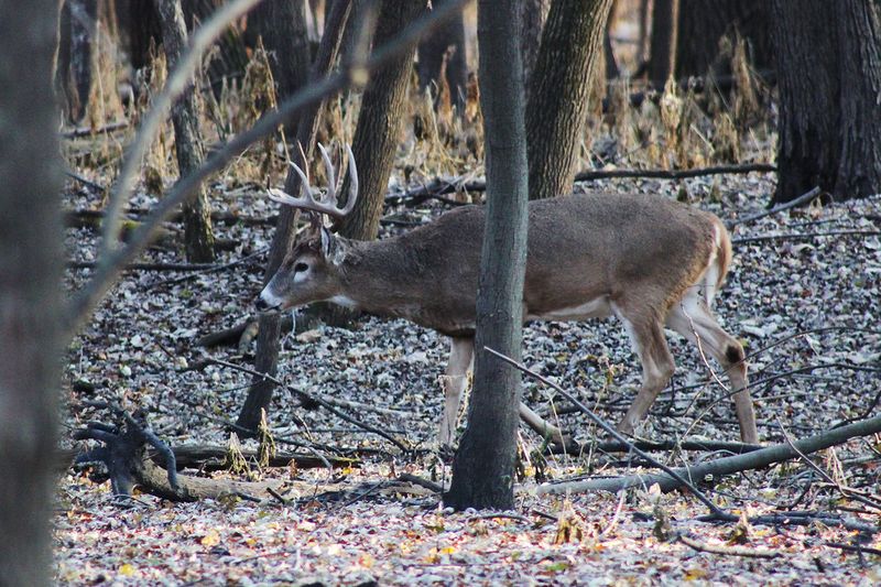 Whitetail buck broadside showing the ideal deer shot placement vital zone