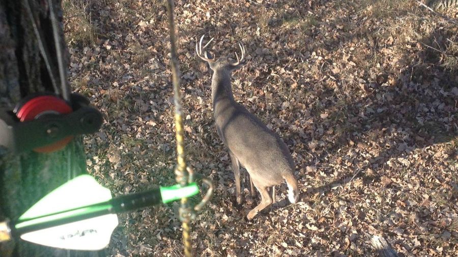 Mature whitetail buck in bow range viewed from treestand with compound bow