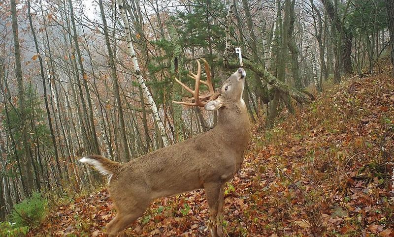 Whitetail buck working a mock scrape under a licking branch