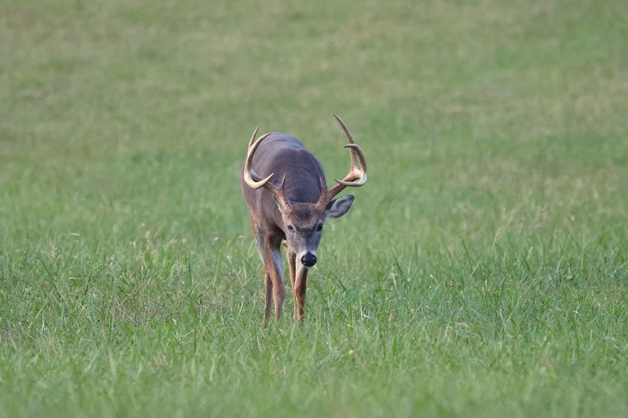 Whitetail buck walking through field within deer grunt call range