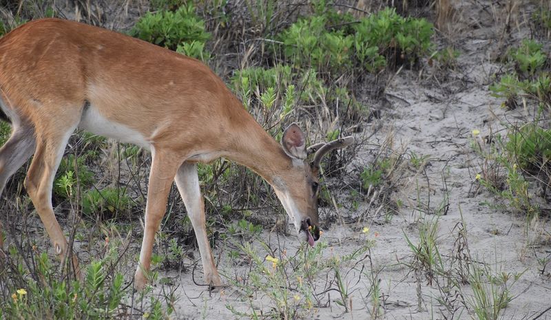 Whitetail doe feeding broadside in feeding posture for bowhunting shot placement