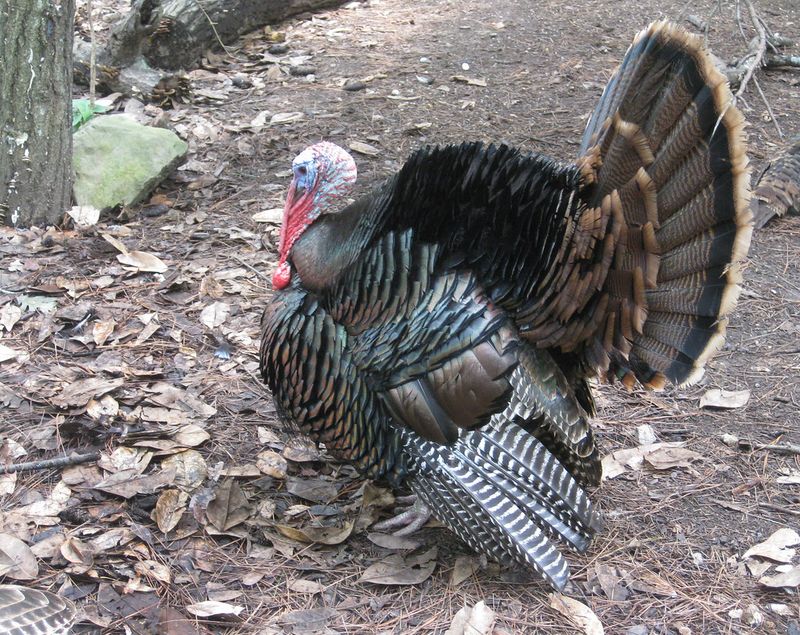 Strutting wild turkey gobbler — bowhunting shot placement target zones