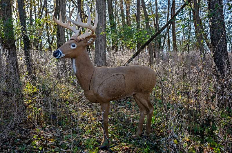 3D foam deer archery target set up in the woods for bowhunting practice