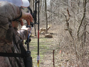 Archer aiming at foam deer 3D archery target in the woods