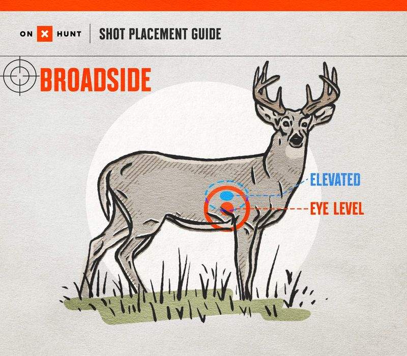 broadside bowhunting shot placement diagram showing elevated vs eye-level aim points for deer