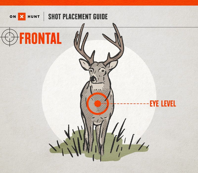 frontal shot deer bowhunting showing narrow chest plate and why the shot should be avoided