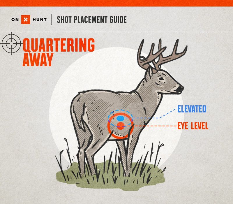 quartering away shot placement diagram for bowhunting deer with aiming points