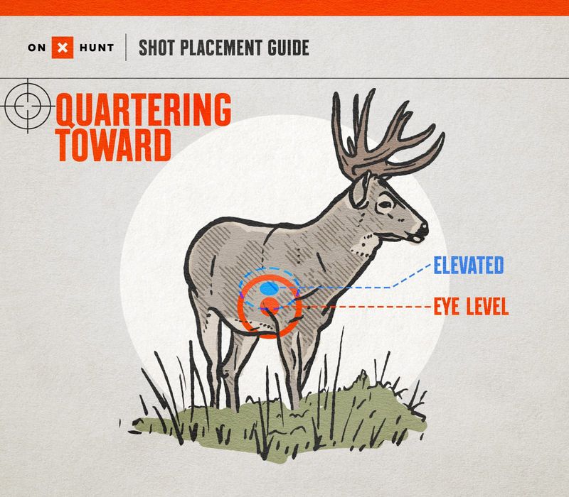 quartering toward shot placement bowhunting showing reduced kill zone blocked by near shoulder