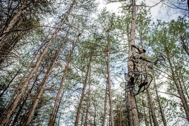Bowhunting tree stand setup in pine trees wide landscape view