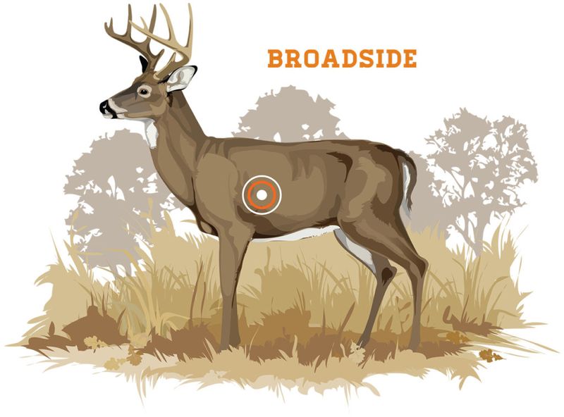 Broadside deer shot placement diagram showing optimal aiming point for bowhunting